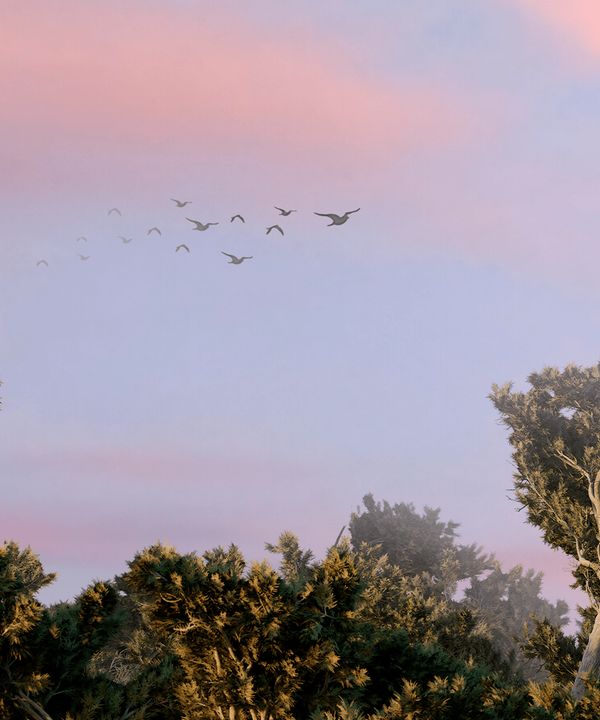 A flock of birds flying above a forest during sunset