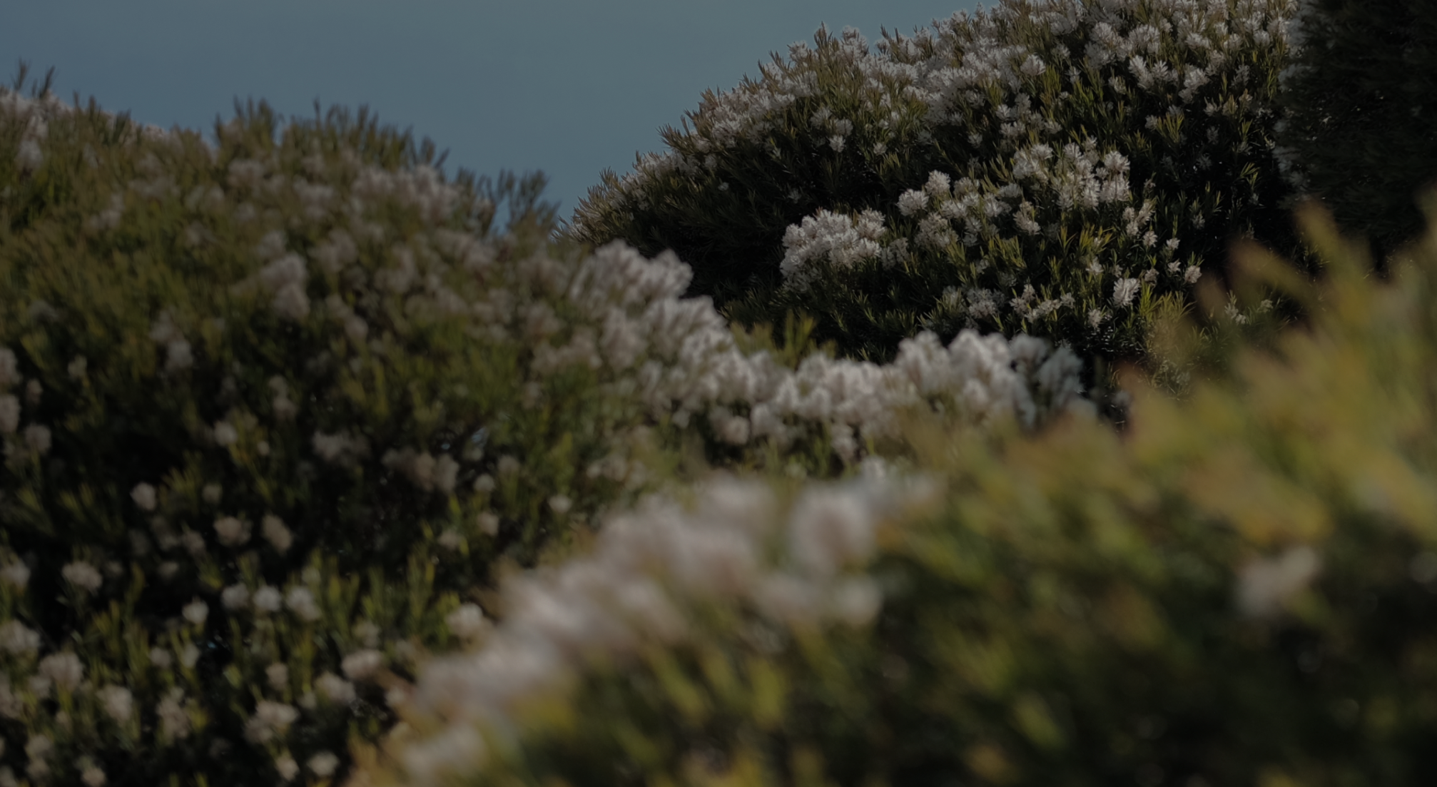 Abstract nature photography of treetops.