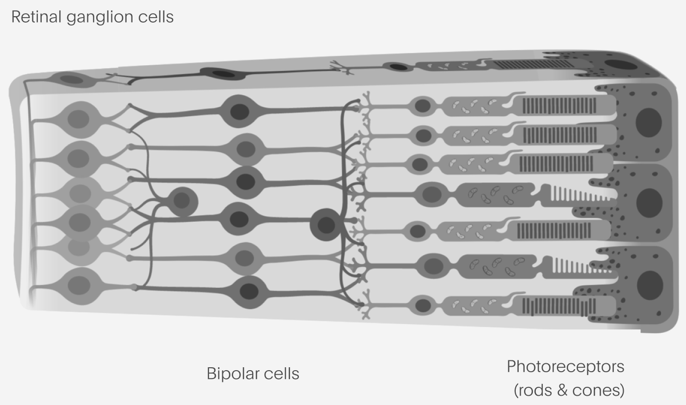 Diagram of the structure of a retina showing photoreceptors (rods & cones), bipolar cells, and retinal ganglion cells (RGCs)